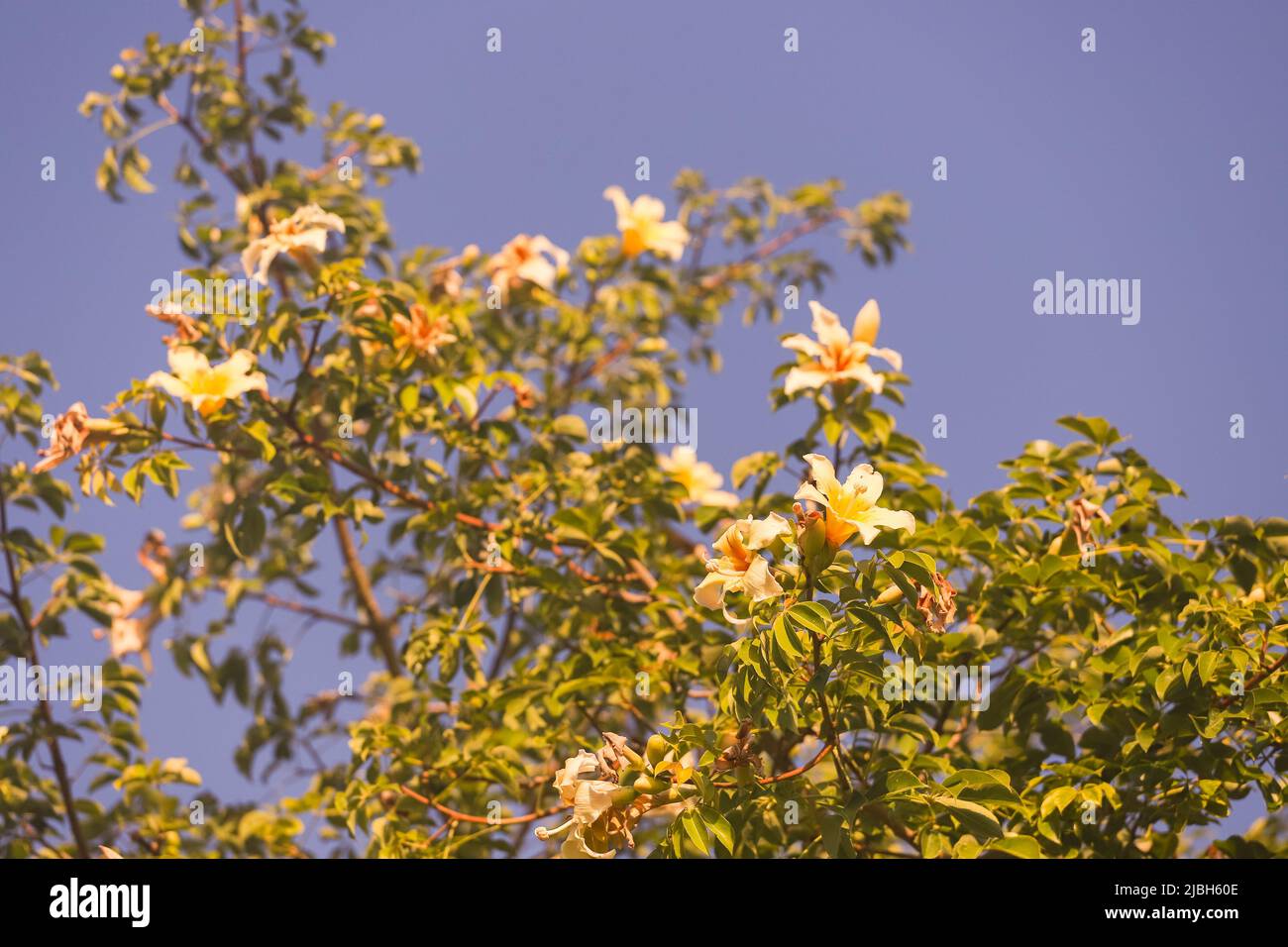 Magnifiques fleurs de baobab sur fond de ciel bleu. Banque D'Images