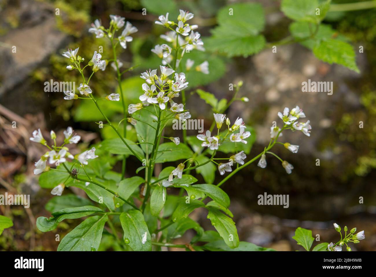 Cardamine amara, connue sous le nom de grande cresson amère, est une espèce de plante à fleurs de la famille des Brassicaceae. Banque D'Images