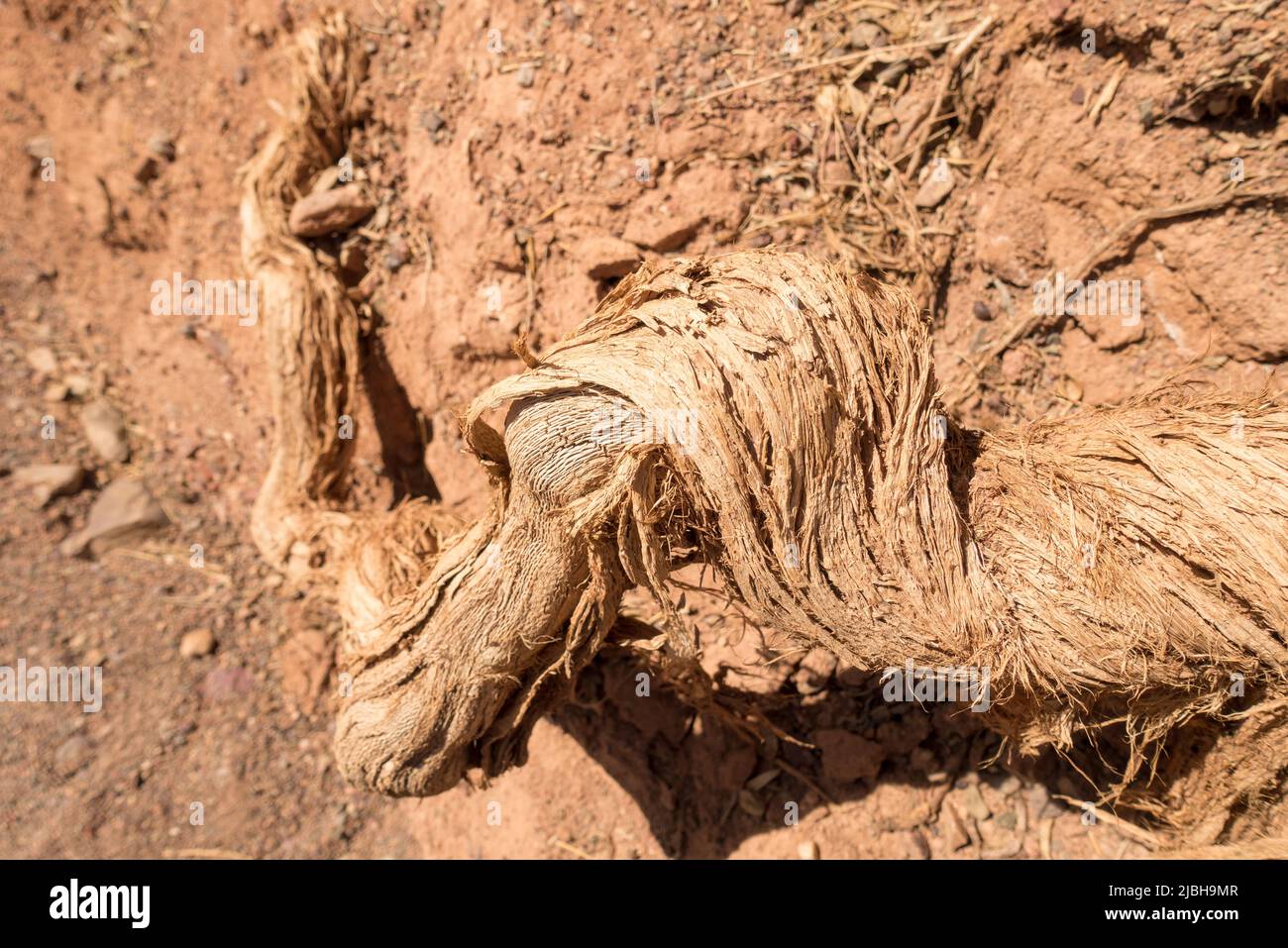 Racine sèche d'un arbre dans le désert. Paysage aride d'argile. Banque D'Images