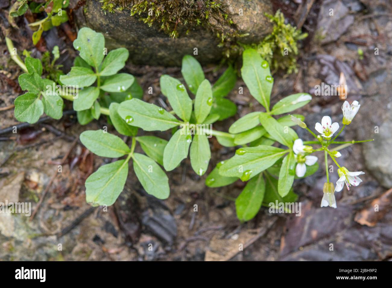 Cardamine amara, connue sous le nom de grande cresson amère, est une espèce de plante à fleurs de la famille des Brassicaceae. Banque D'Images