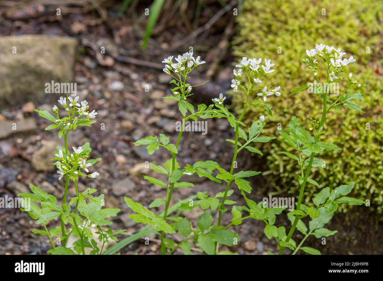 Cardamine amara, connue sous le nom de grande cresson amère, est une espèce de plante à fleurs de la famille des Brassicaceae. Banque D'Images