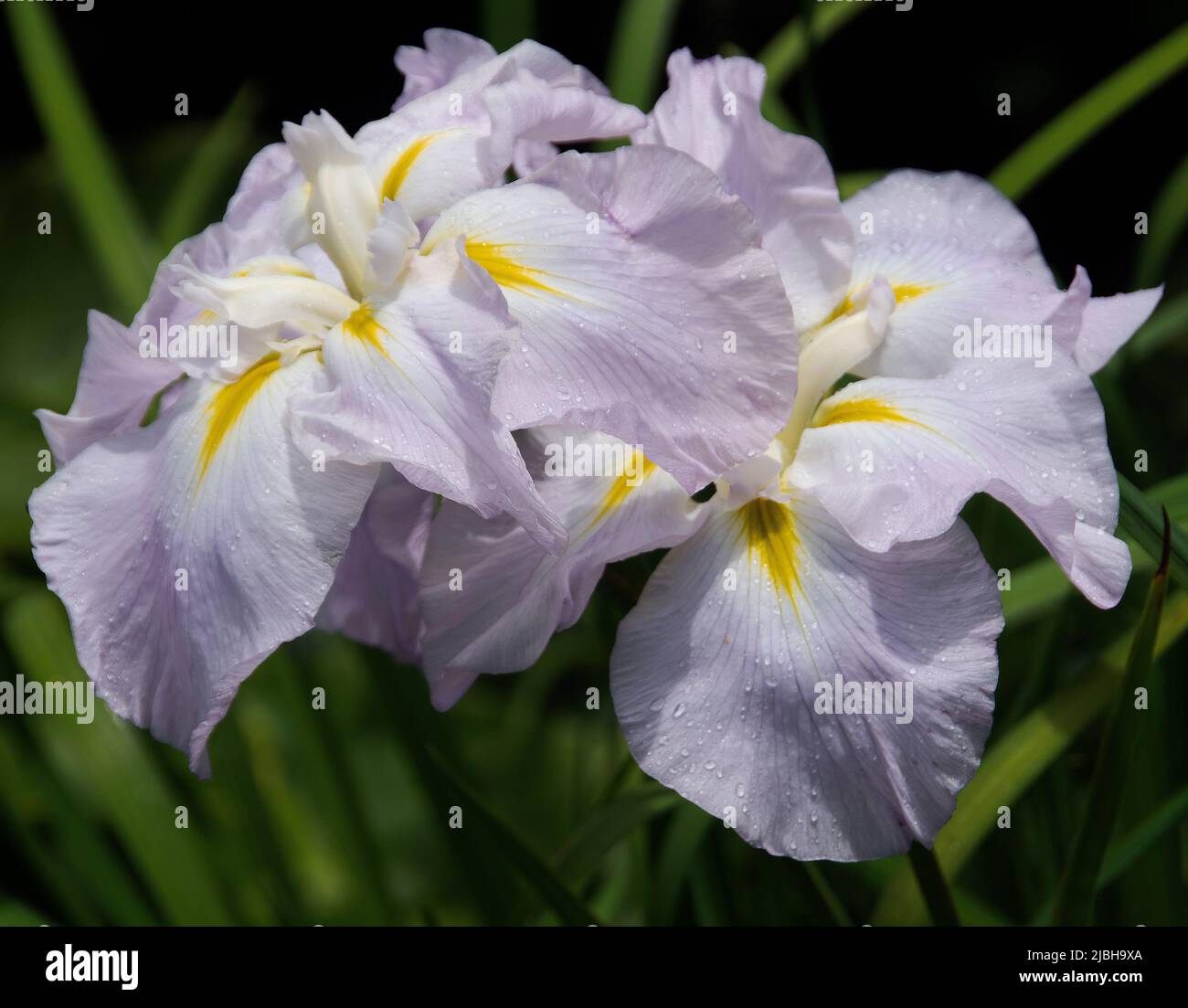 Iris Ensata « rose givré » Banque D'Images