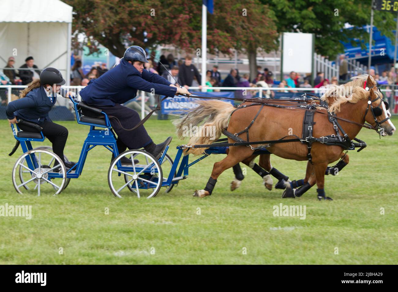 Après avoir été annulé en 2020 et 2021 le Suffolk Show retourne à Ipswich pour 2022. La finale du scurry à double harnais a lieu dans le Grand Ring Banque D'Images