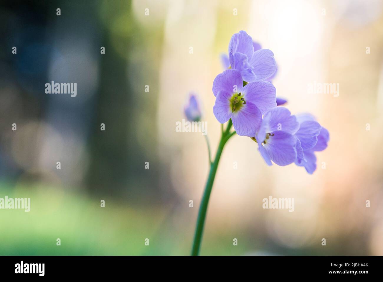 Cardamine pratensis, la fleur de couckoo, le masock de dame, le maï-flower, ou les milkmaïdes, Est une plante à fleurs de la famille des Brassicaceae. Banque D'Images