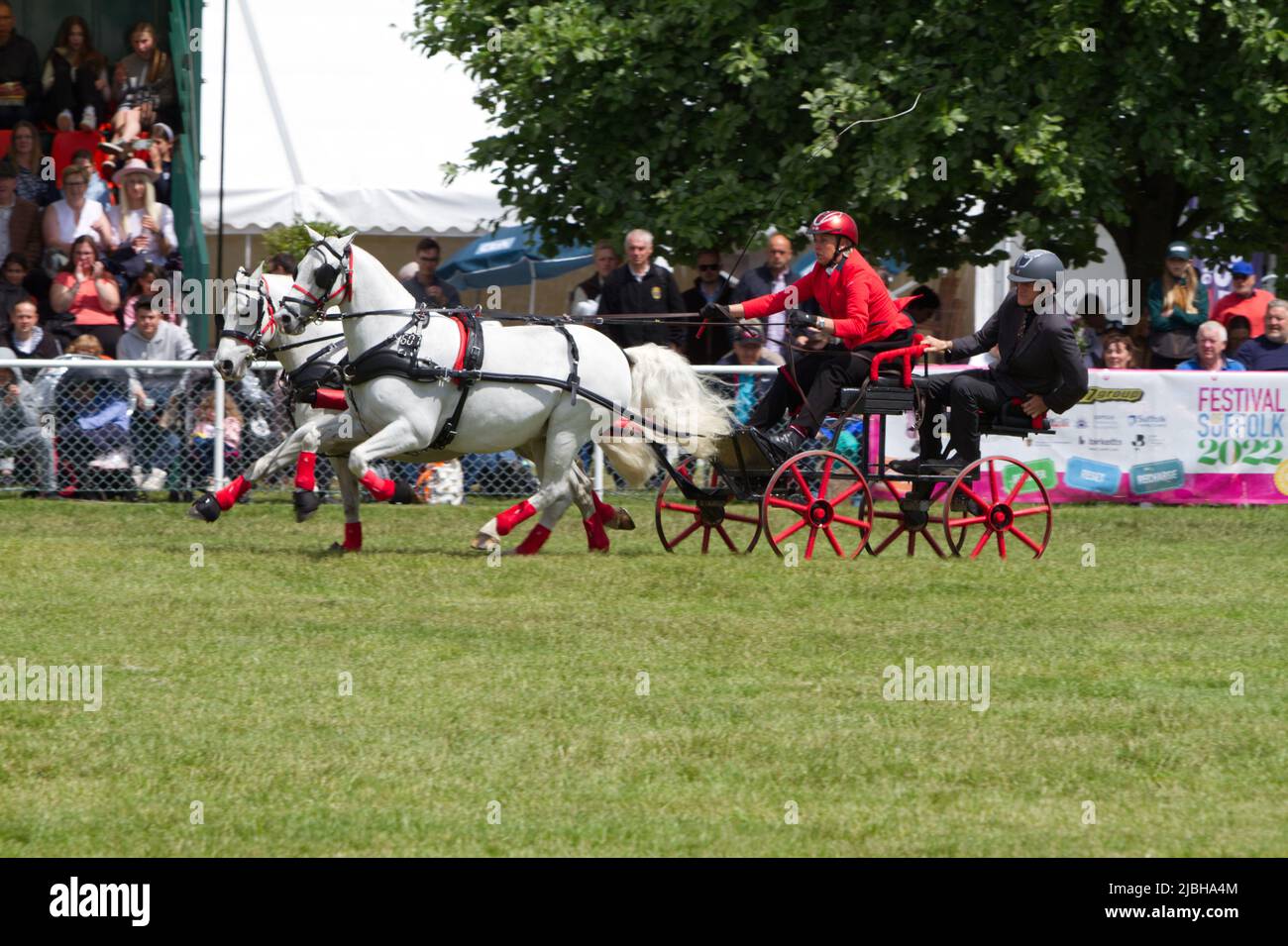 Après avoir été annulé en 2020 et 2021 le Suffolk Show retourne à Ipswich pour 2022. La finale du scurry à double harnais a lieu dans le Grand Ring Banque D'Images