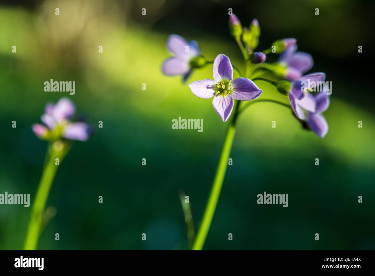 Cardamine pratensis, la fleur de couckoo, le masock de dame, le maï-flower, ou les milkmaïdes, Est une plante à fleurs de la famille des Brassicaceae. Banque D'Images