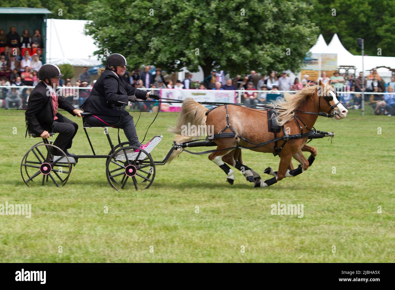 Après avoir été annulé en 2020 et 2021 le Suffolk Show retourne à Ipswich pour 2022. La finale du scurry à double harnais a lieu dans le Grand Ring Banque D'Images