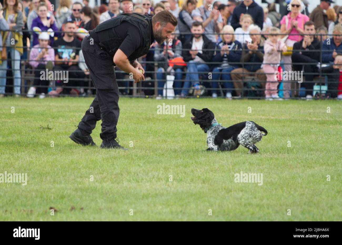 Affichage de la section canine de la police conjointe de Norfolk et Suffolk au Suffolk Show à Trinity Park, Ipswich. Les chiens sont formés pour faire face aux criminels. Banque D'Images