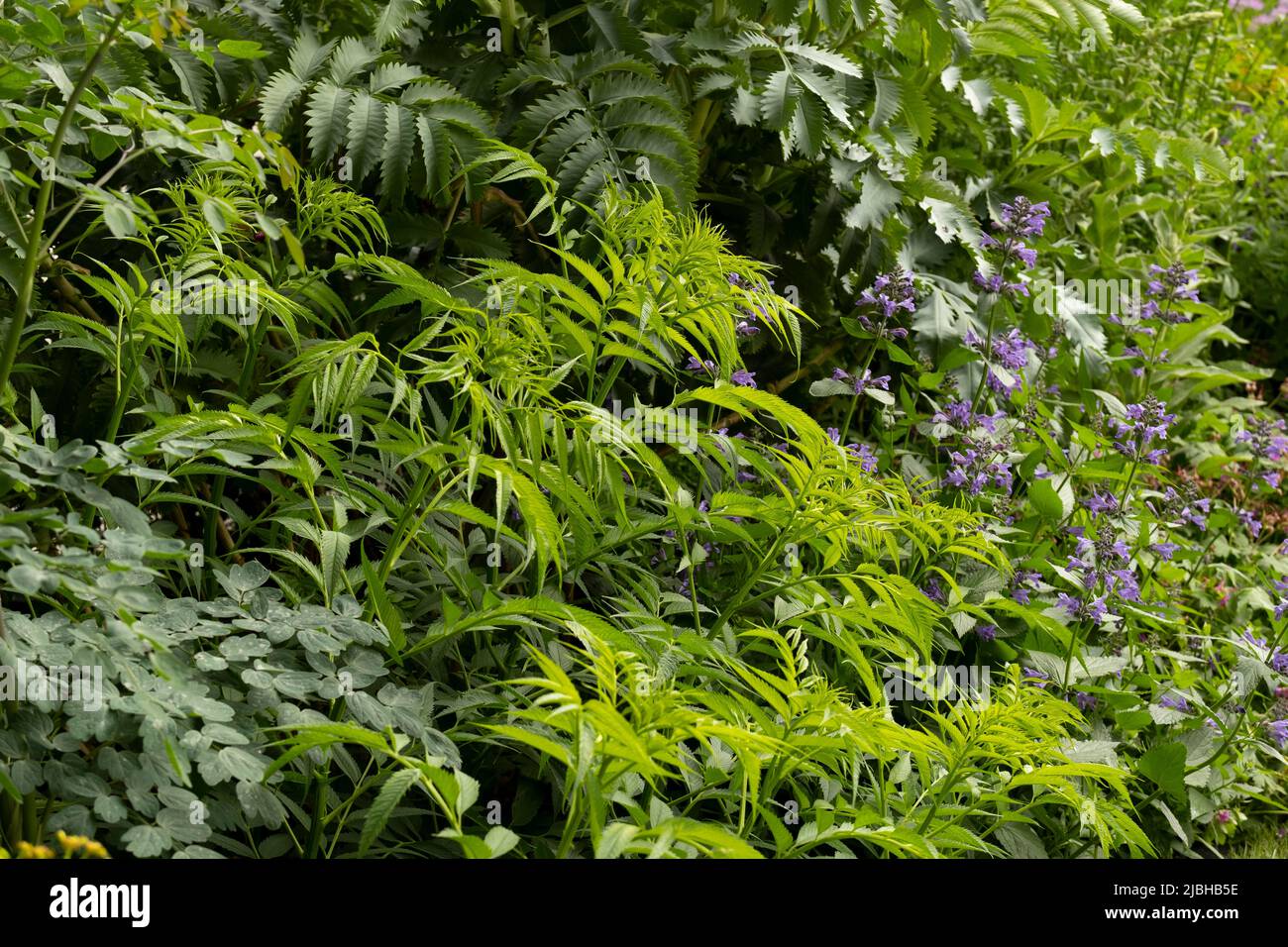 Un gros plan des plantes du jardin RNLI: Népeta «Bleu de Purrsian» et feuillage Banque D'Images