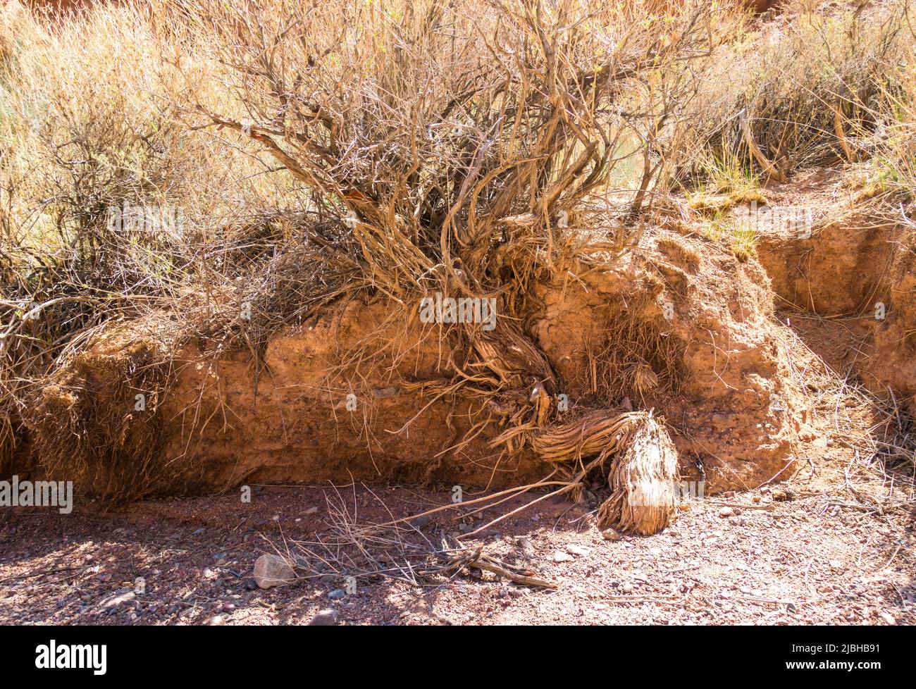 Racine sèche d'un arbre dans le désert. Paysage aride d'argile. Banque D'Images