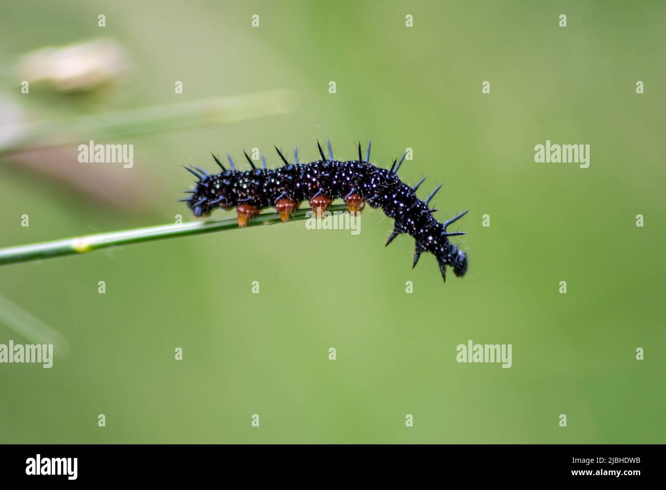 La grande chenille noire avec des points blancs, des tentacules noirs et des pieds orange est la belle grande larve du paon papillon manger des feuilles et de l'herbe Banque D'Images