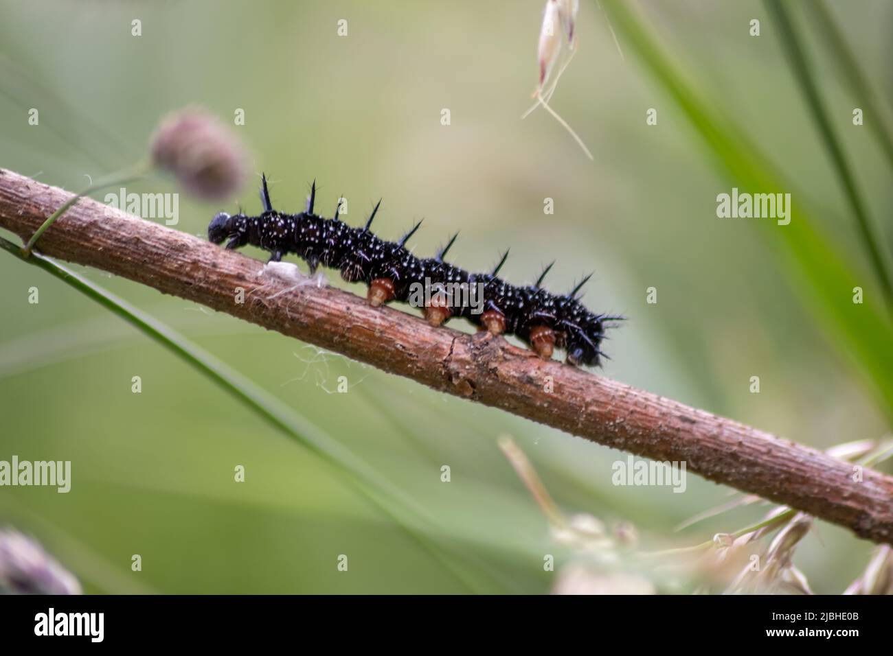 Grosse chenille noir et blanche Banque de photographies et d’images à — free download