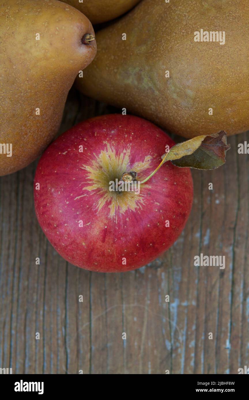Heirloom apple et les poires juste récoltés dans le jardin d'accueil. Banque D'Images