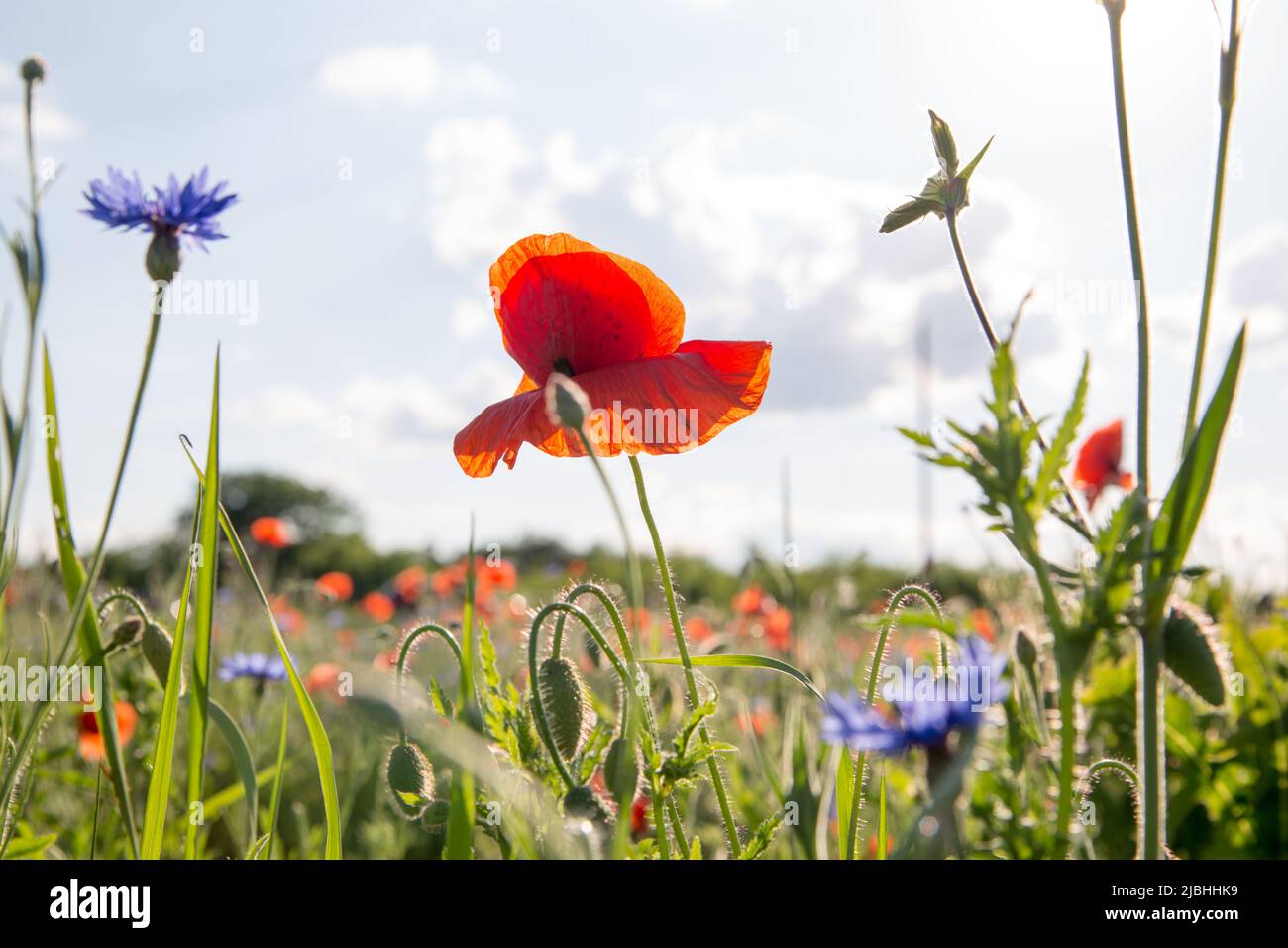 Paysage avec des coquelicots rouges et des fleurs de maïs Banque D'Images