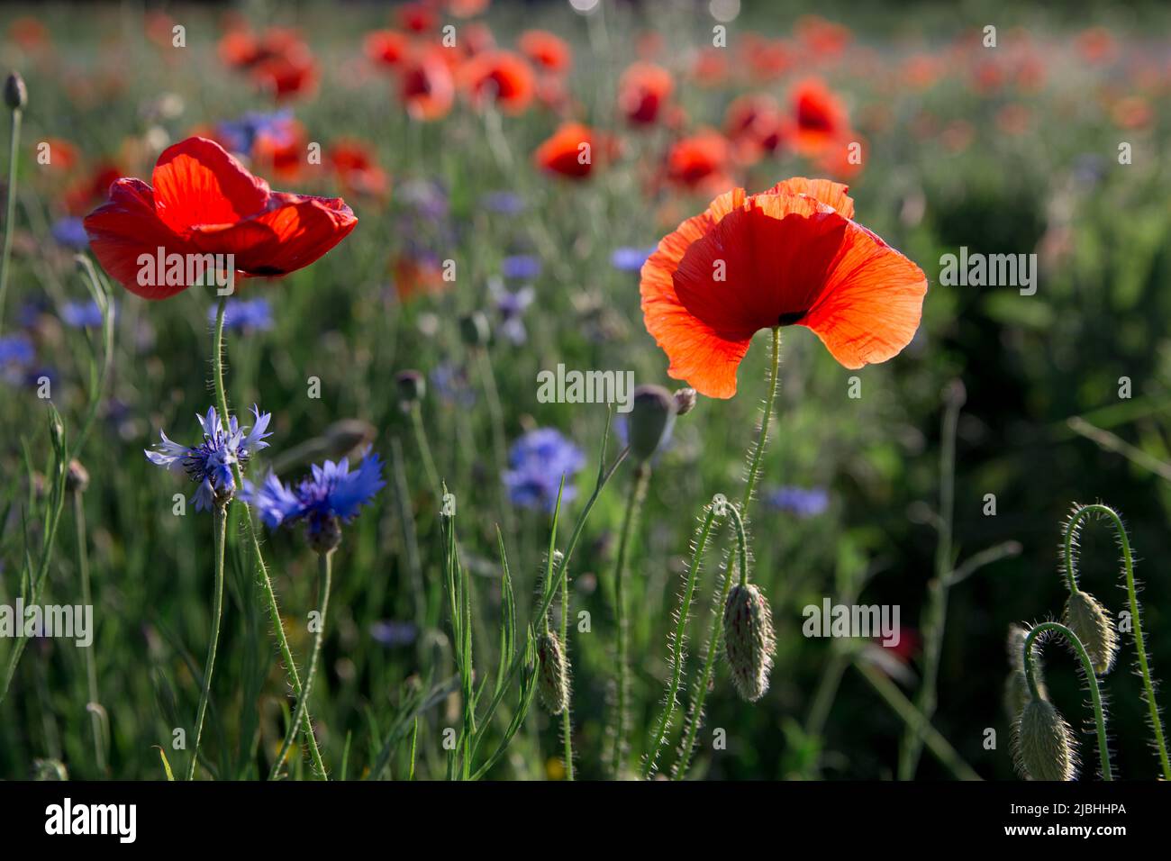 Champ de fleurs de maïs bleues et de coquelicots rouges à la campagne. Champ fleuri avec des fleurs de maïs bleues et des coquelicots rouges. Banque D'Images