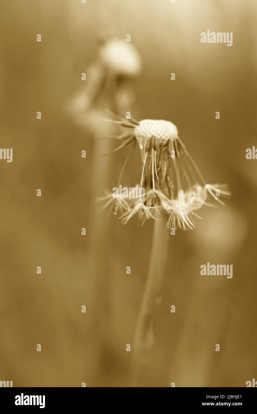 Sépia monochrome de pissenlit est parti à l'origine, avec l'espace de copie. Banque D'Images