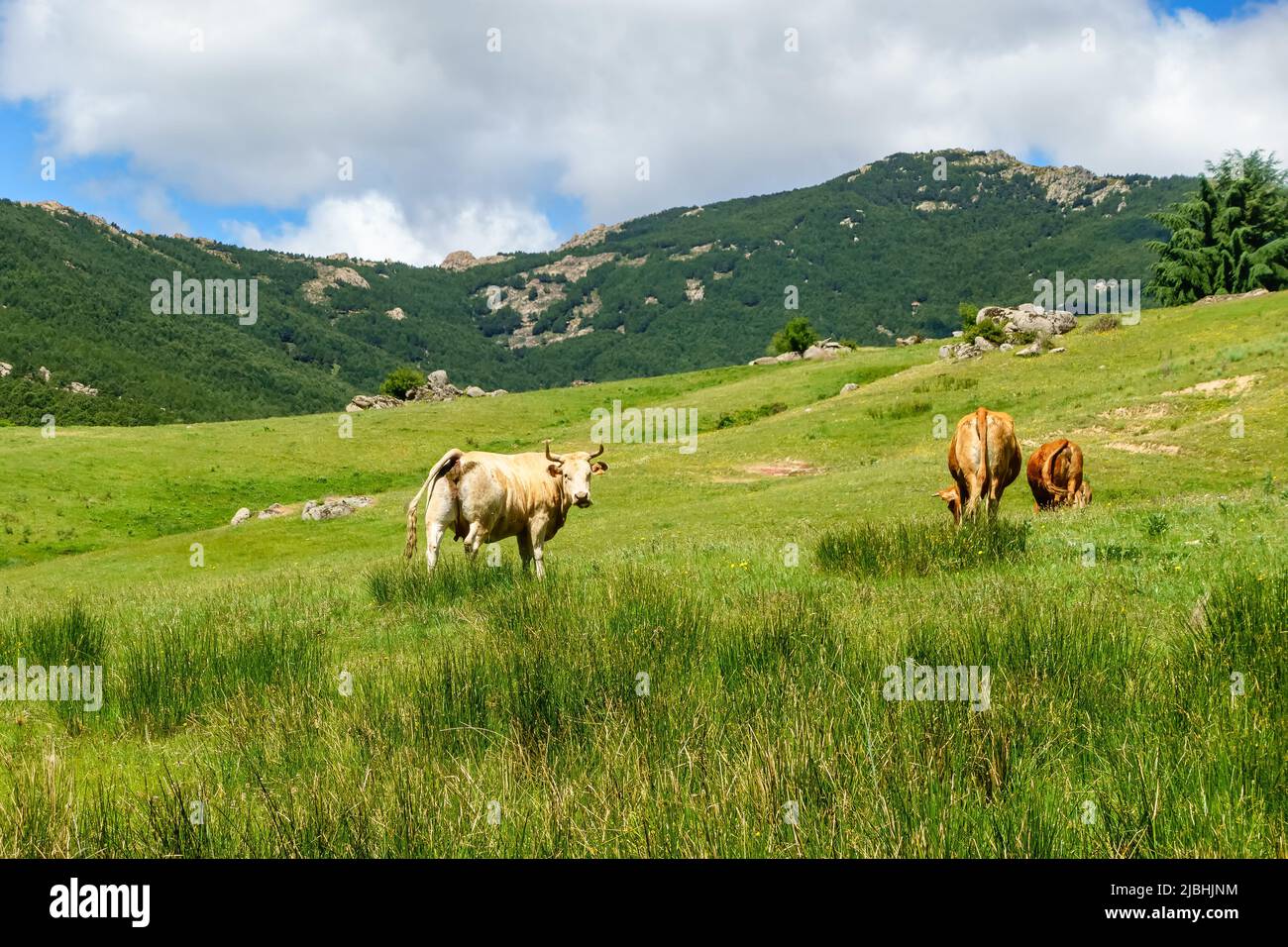 Vaches paissant tranquillement dans le champ de haute montagne, Guadarrama Madrid. Banque D'Images