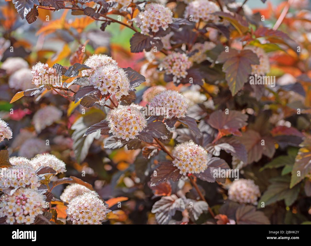 Écorce de l'écorce de la fleur, Physocarpus opulifolius, au printemps Banque D'Images