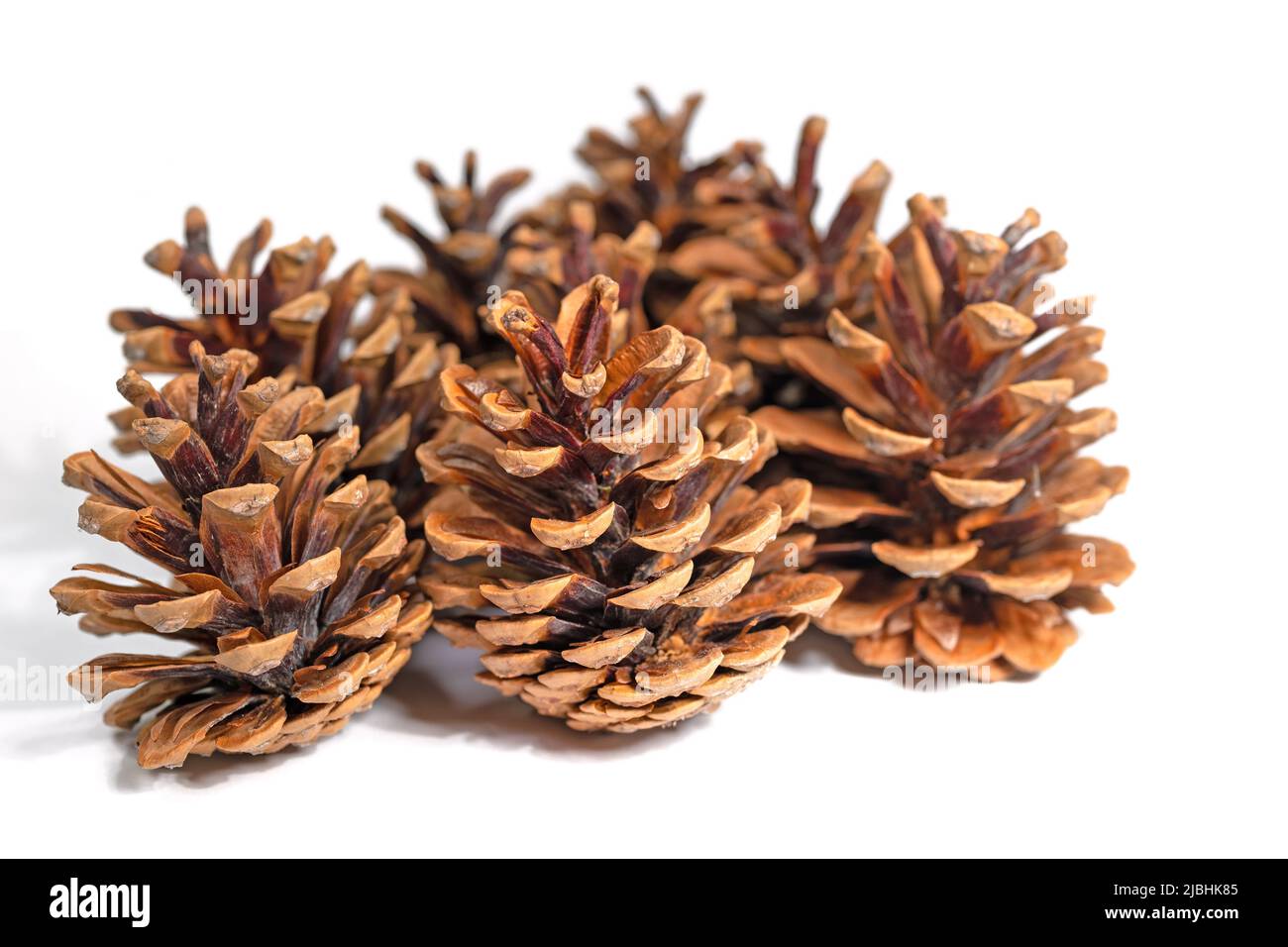 Des cônes de pin sur fond blanc en gros plan Banque D'Images