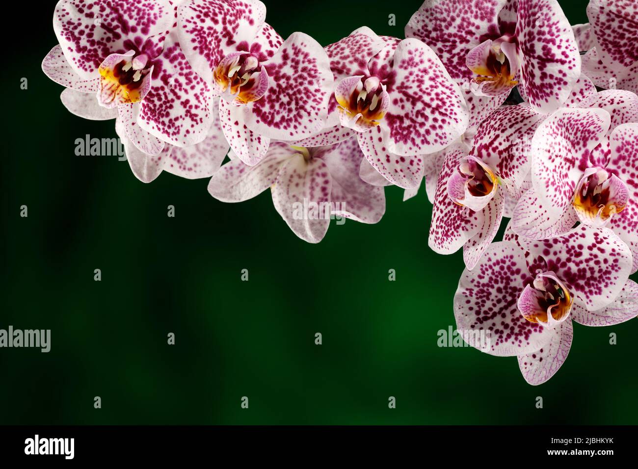 Fleur d'orchidée dalmate rose sur fond vert foncé en gros plan. Carte-cadeau avec espace de copie. Banque D'Images