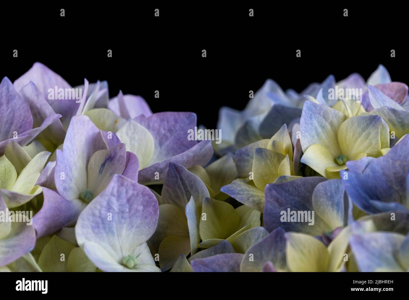 Détail macro d'une fleur d'hortensia isolée sur fond noir Banque D'Images