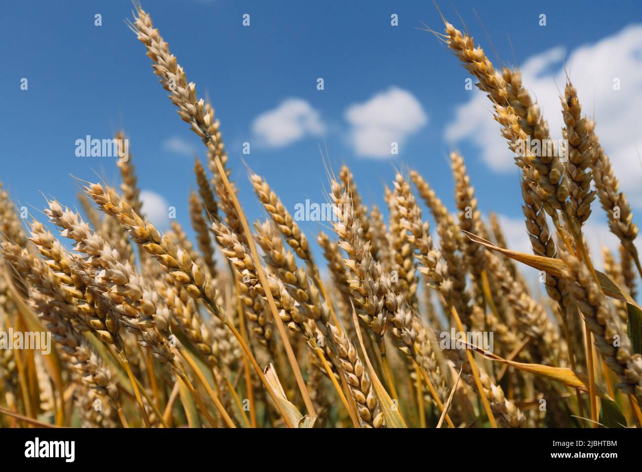 Close up of ripe les épis de blé contre le ciel magnifique avec des nuages. Banque D'Images