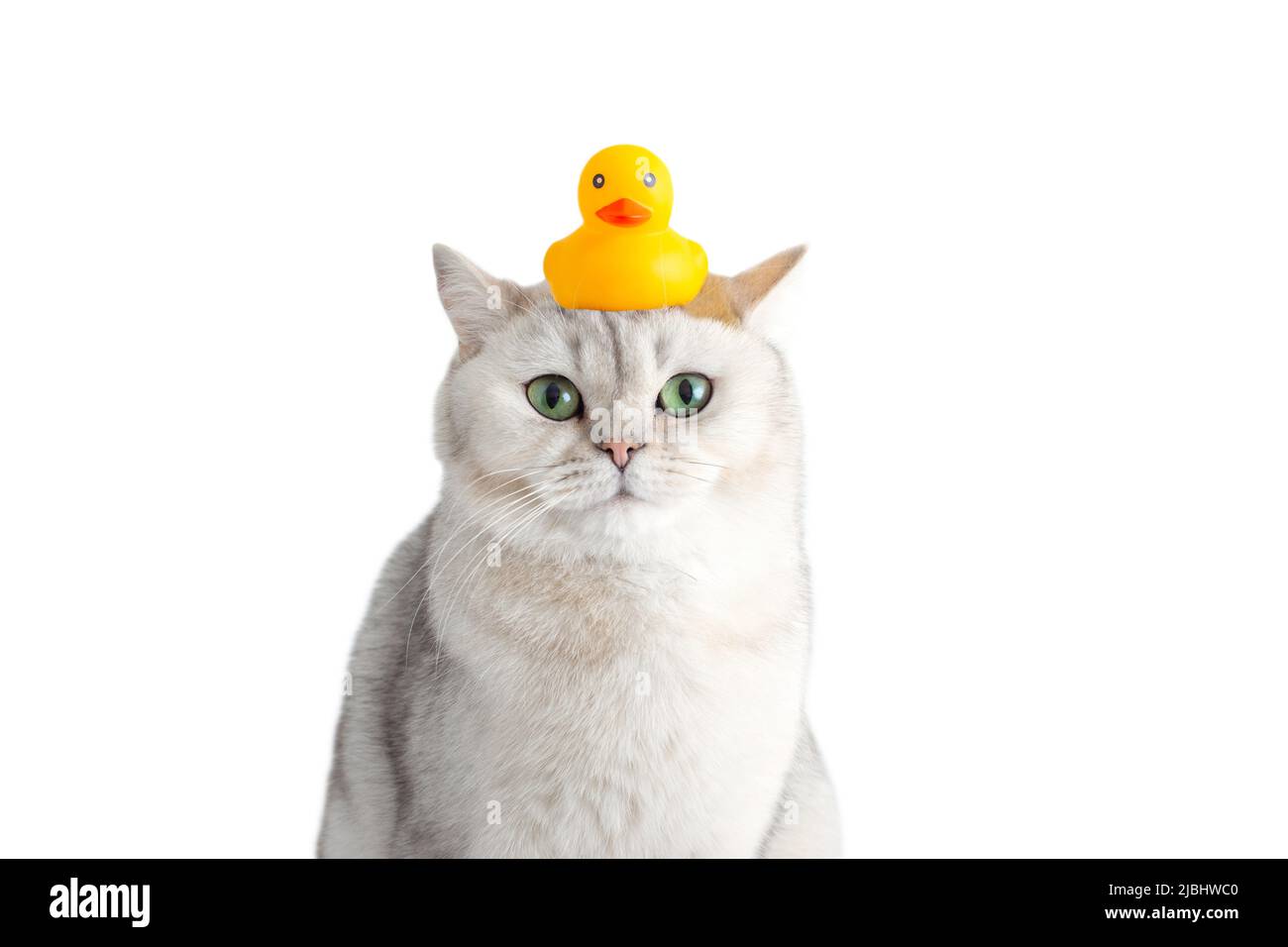 Drôle de chat blanc est assis avec un canard en caoutchouc jaune sur sa tête, sur un fond blanc. Banque D'Images