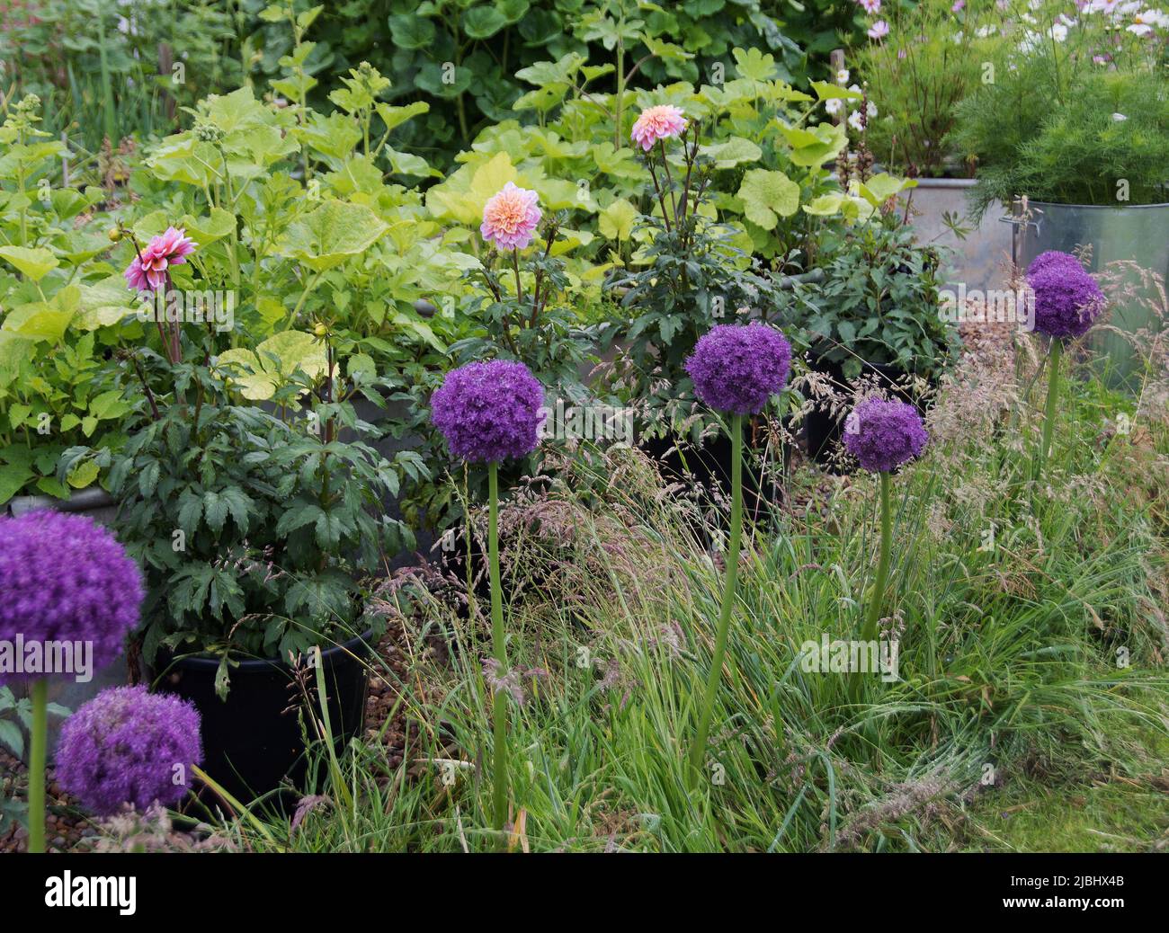 Jardin avec deux collections nationales : hollyhocks et Cosmos Banque D'Images