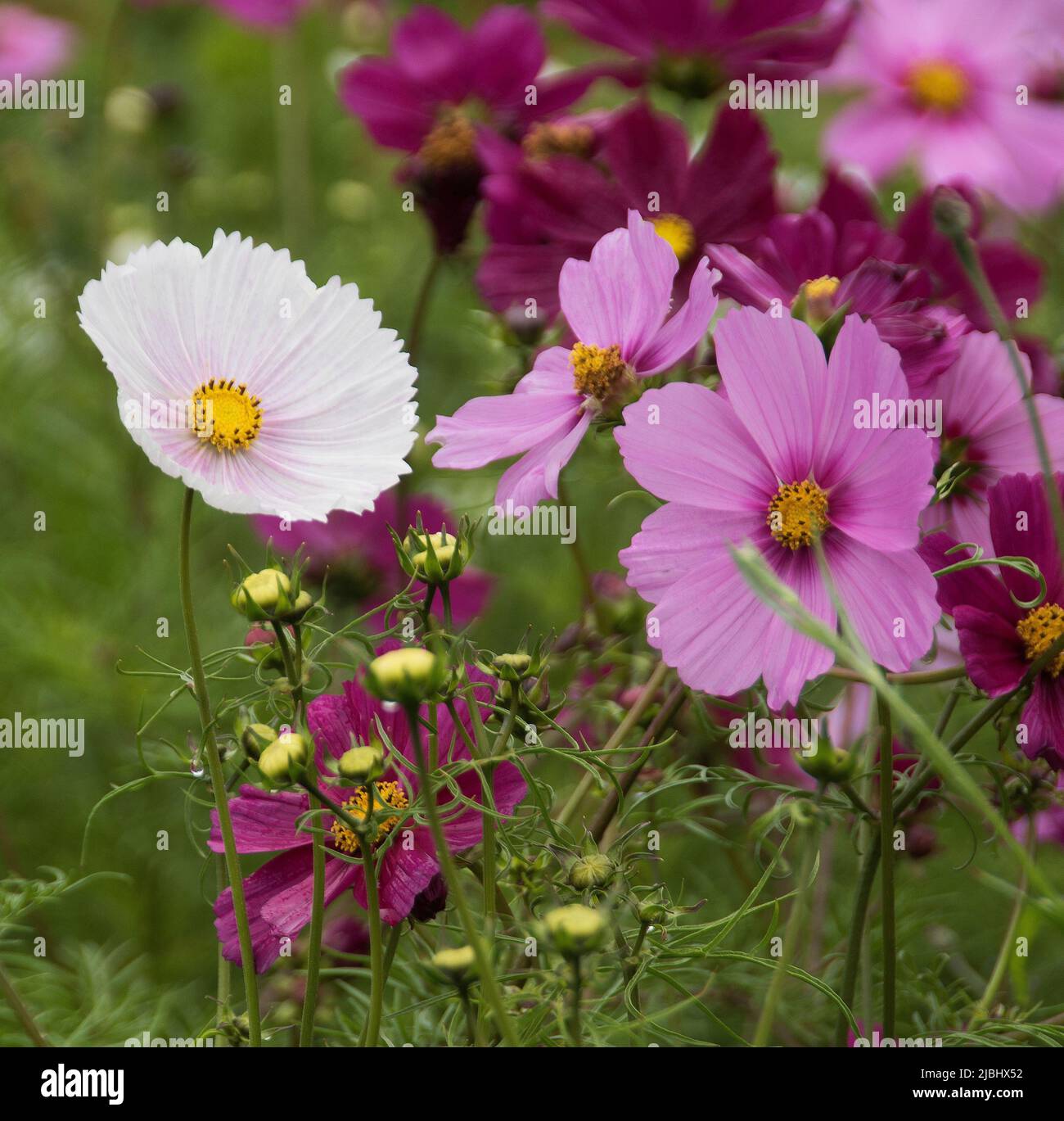 Cosmos bipinnatus mixte Banque D'Images