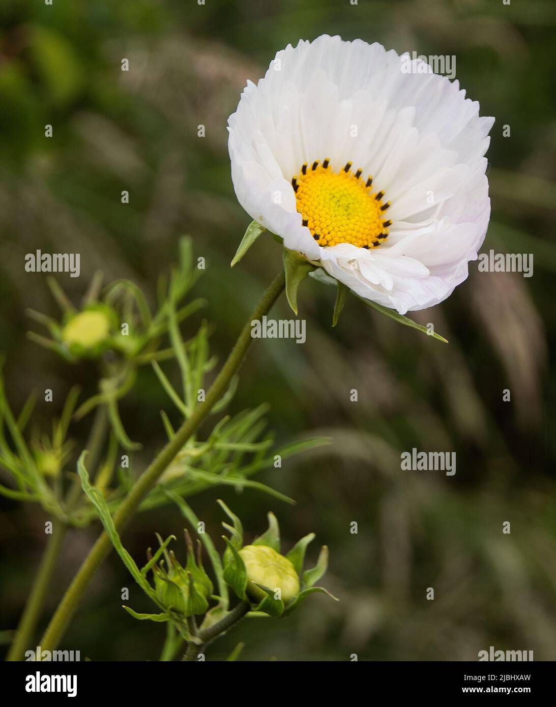 COSMOS bipinnatus 'Blush cupcakes' Banque D'Images