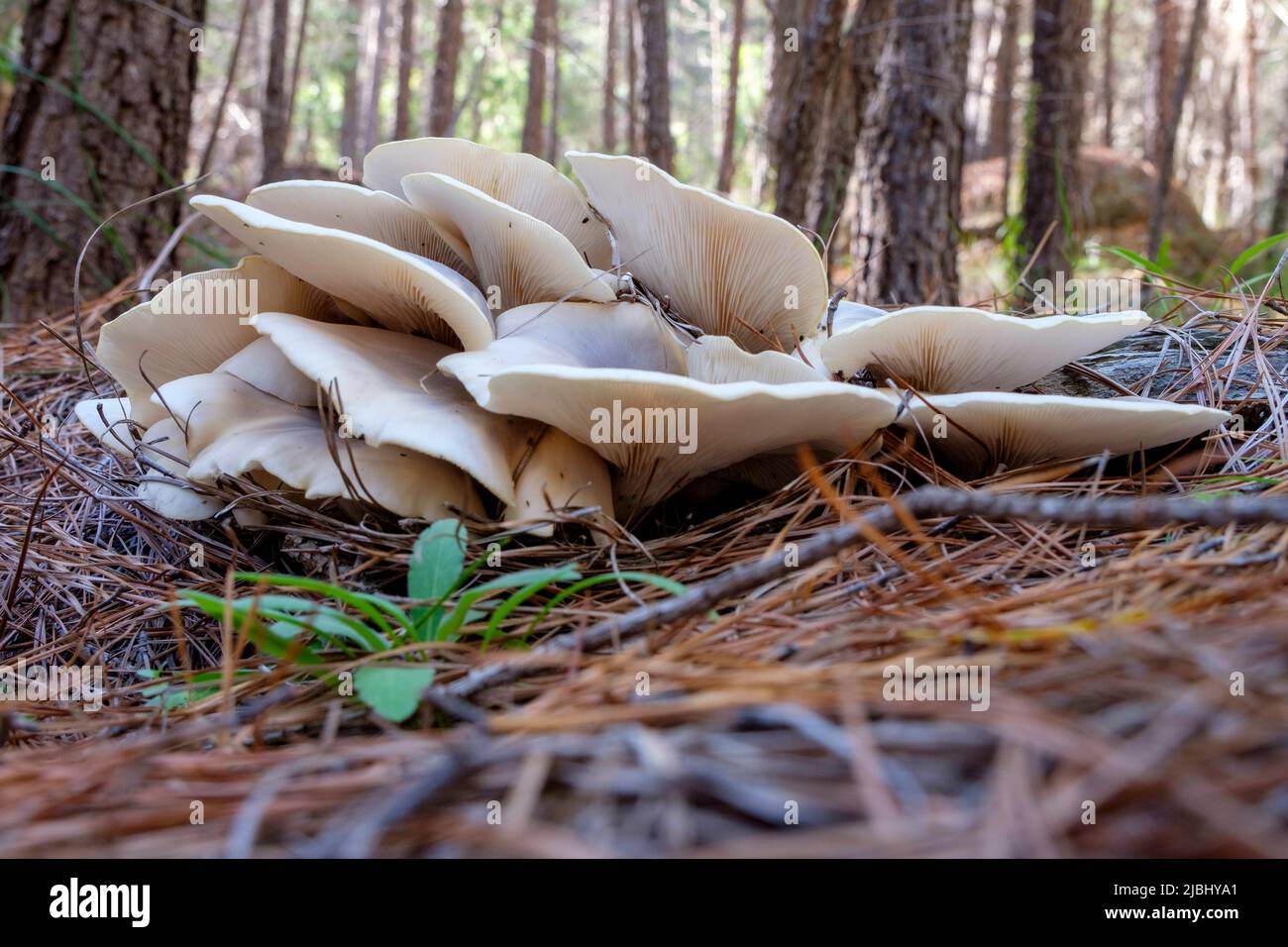 Forêt d'État de Passchendaele - champignons fantômes Banque D'Images