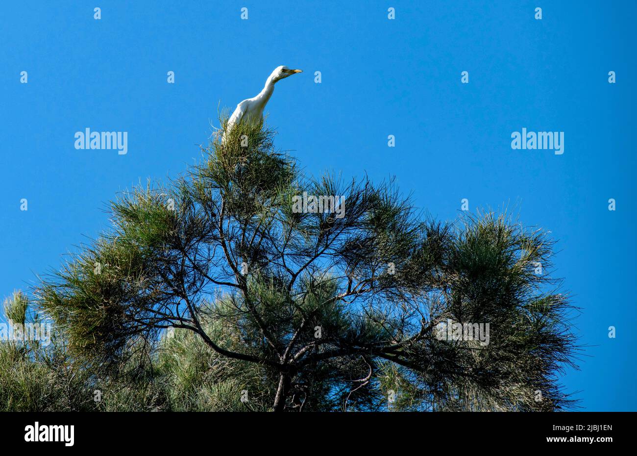 Un Egret (Ardea alba) perché sur un arbre à Sydney, Nouvelle-Galles du Sud, Australie (photo de Tara Chand Malhotra) Banque D'Images