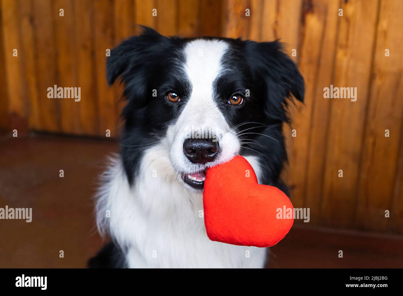 Mariage de chien border colley Banque de photographies et d'images à haute  résolution - Alamy