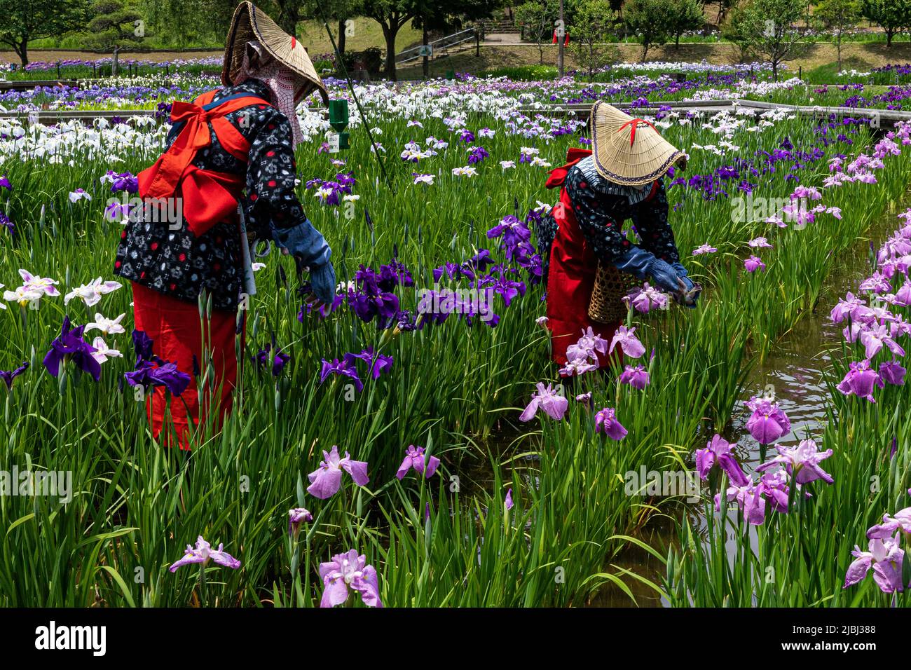 Le Yokosuka Iris Garden ou Shobuen est l'un des plus grands jardins d'iris du Japon, où 140 000 iris de plus de 400 variétés fleurissent sur un site de 3,8 hectares Banque D'Images