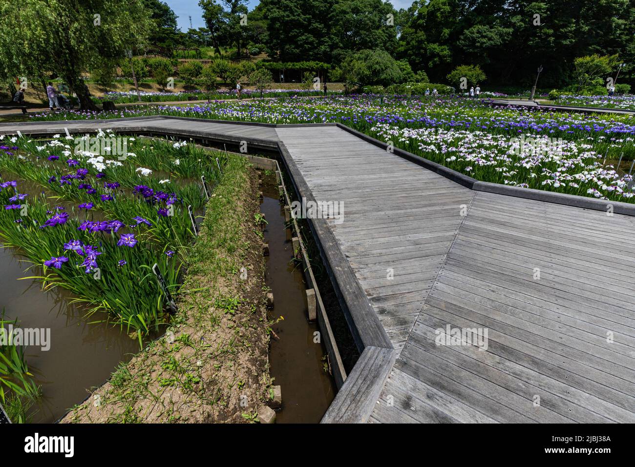 Le Yokosuka Iris Garden ou Shobuen est l'un des plus grands jardins d'iris du Japon, où 140 000 iris de plus de 400 variétés fleurissent sur un site de 3,8 hectares Banque D'Images