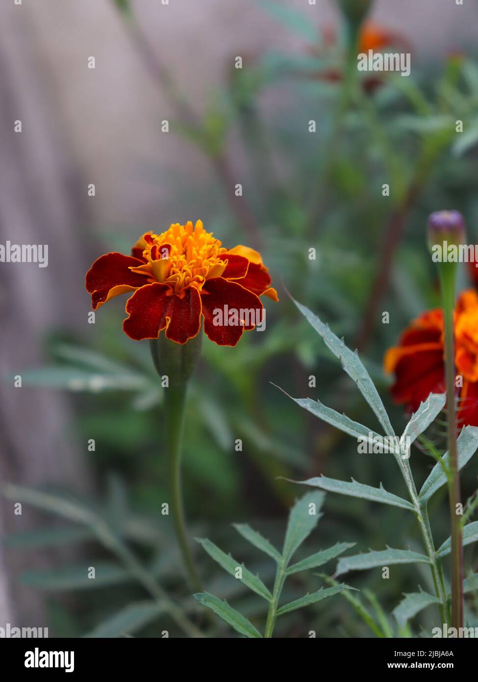 Une fleur Marigold pousse dans le jardin de la maison Banque D'Images
