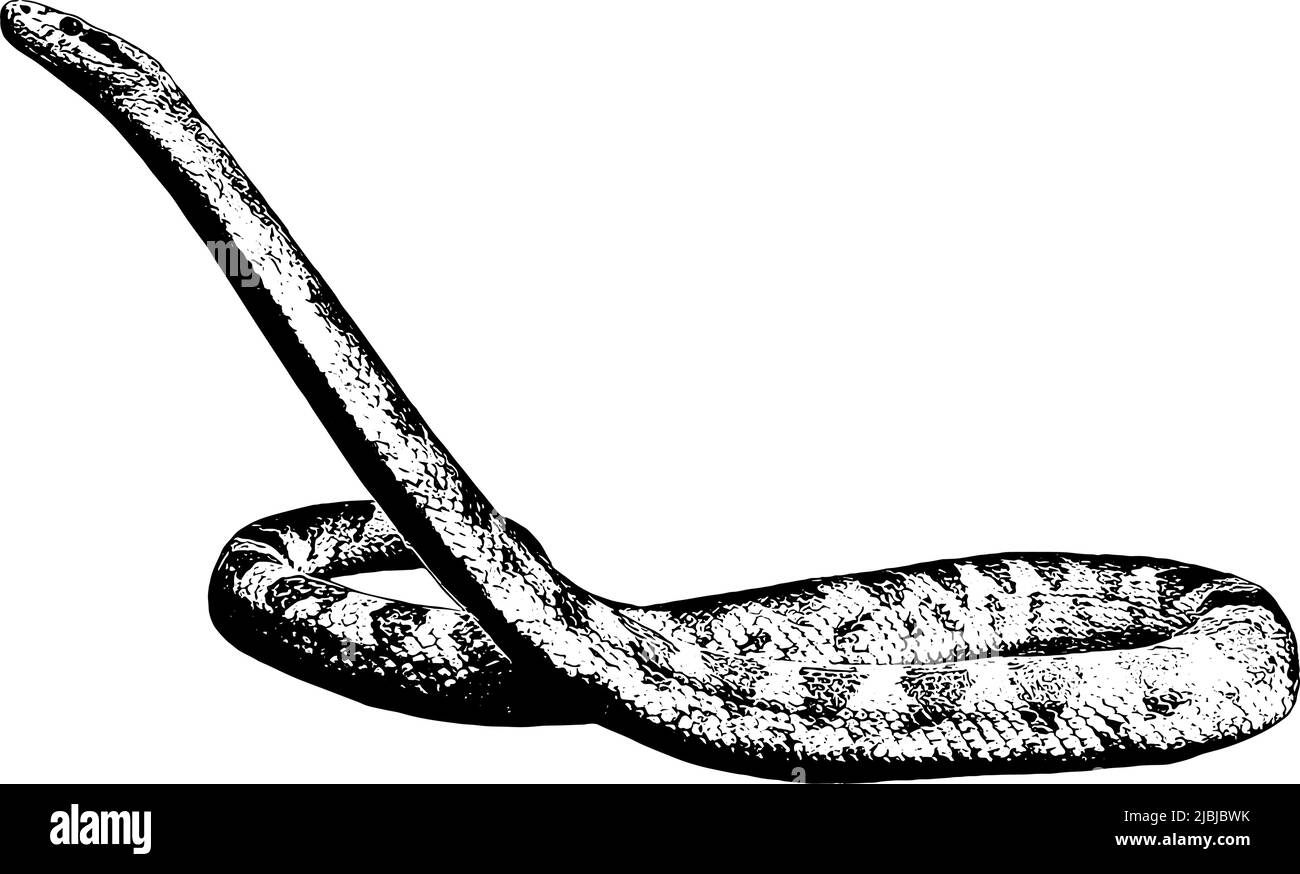 Illustration serpent en noir sur fond blanc Illustration de Vecteur