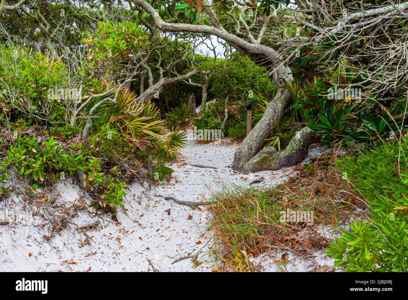 Scrub Oak Hammock, Grayton Beach State Park, Santa Rosa Island, Floride, États-Unis Banque D'Images