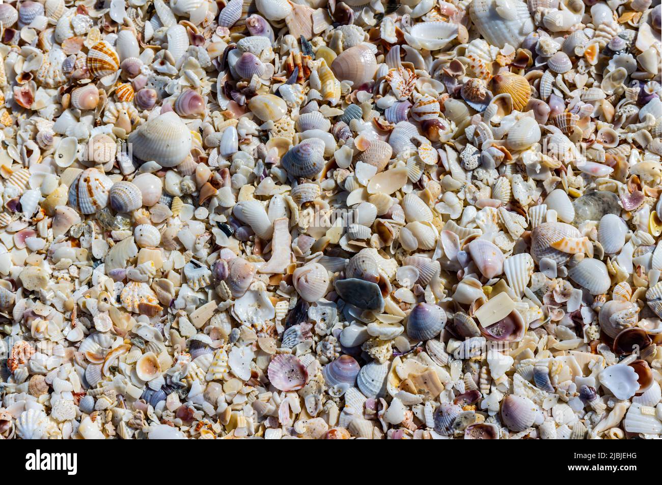 Plusieurs coquillages dispersés sur Bowmans Beach, Sanibel Island, Floride, États-Unis Banque D'Images