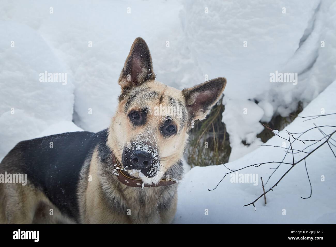 Chien Berger allemand à l'extérieur sur une neige blanche en hiver. Chien de garde russe Berger d'Europe de l'est dans le paysage de la nature Banque D'Images