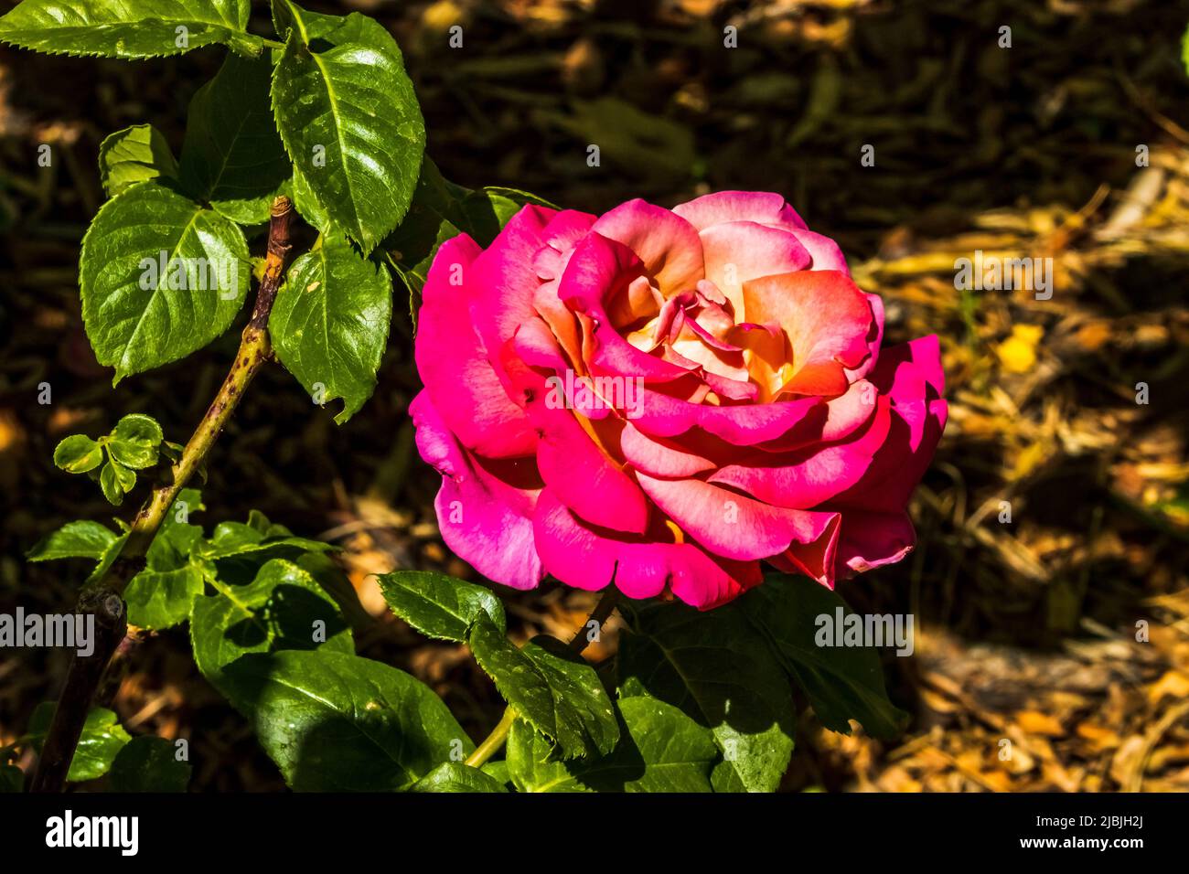 Une rose violette, rose, orange et blanche sur fond de feuilles vertes  Photo Stock - Alamy