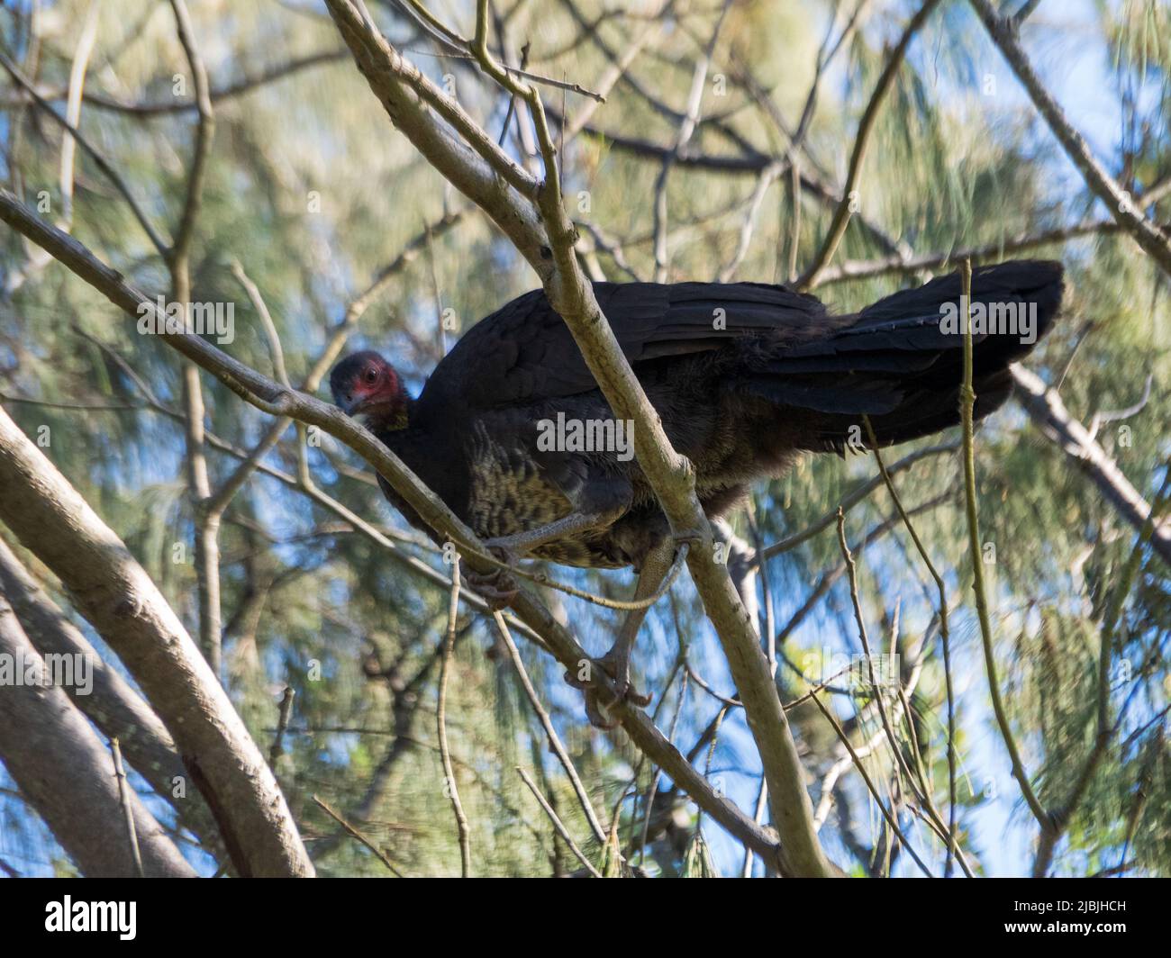 Oiseaux, Bush ou Brush dinde perchés dans un arbre, Australie Banque D'Images