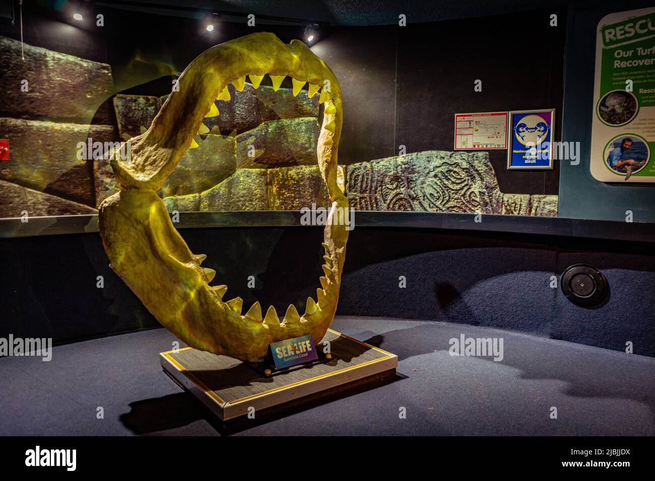 Mooloolaba, Queensland, Australie - mâchoires de requin géant exposées dans L'aquarium SEA LIFE Sunshine Coast Banque D'Images