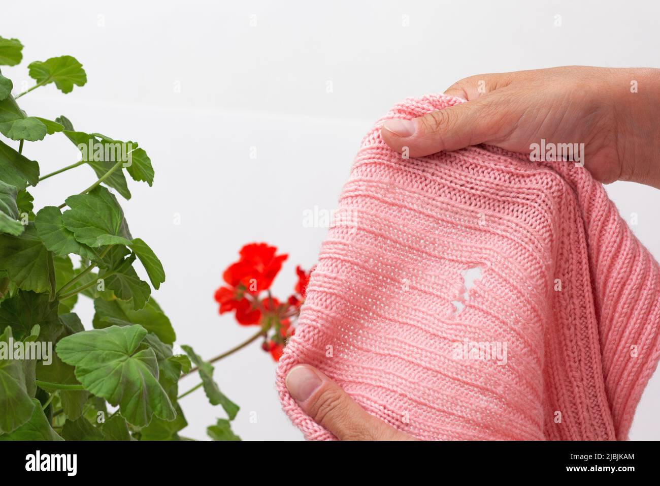Les mains des femmes cultivées tenant le tissu laineux endommagé mangé par la moth sur géranium comme remède à la prévention sur fond blanc Banque D'Images