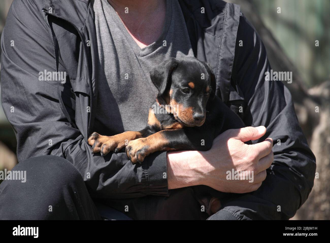 Un chiot Doberman dans les bras d'un homme Banque D'Images