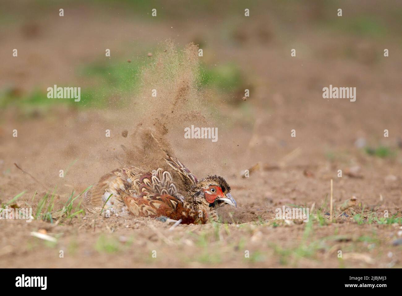 Faisan commun Phasianus colchicus, bain de poussière mâle immature, Suffolk, Angleterre, août Banque D'Images