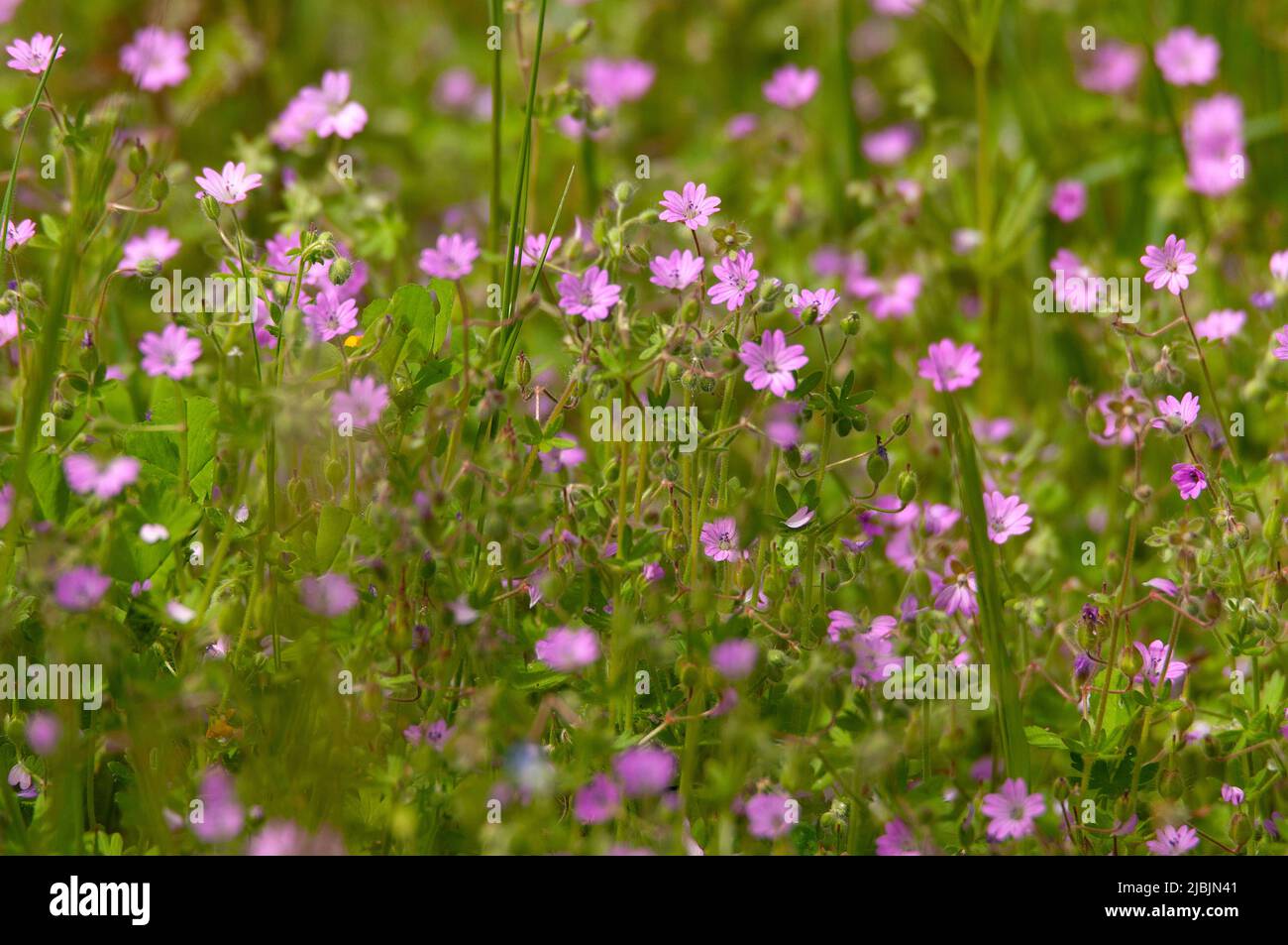 French Cranesbill / Endres's Cranesbill / Geranium endressii qui grandit près de Deagnac, dans le sud-ouest de la France Banque D'Images