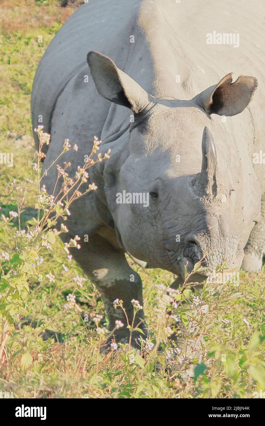 vue rapprochée des indiens endémiques et en voie de disparition un rhinocéros à cornes ou plus un rhinocéros à cornes (rhinocéros unicornis) dans le parc national de kaziranga à Banque D'Images