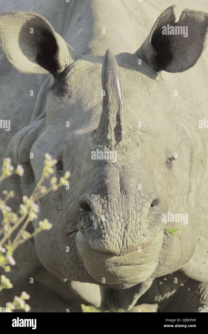 vue rapprochée des indiens endémiques et en voie de disparition un rhinocéros à cornes ou plus un rhinocéros à cornes (rhinocéros unicornis) dans le parc national de kaziranga à Banque D'Images