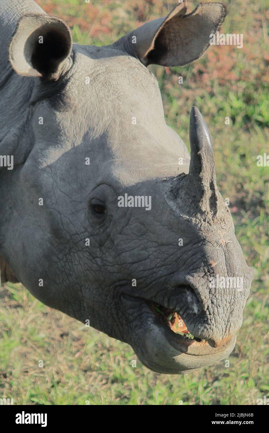 vue rapprochée des indiens endémiques et en voie de disparition un rhinocéros à cornes ou plus un rhinocéros à cornes (rhinocéros unicornis) dans le parc national de kaziranga à Banque D'Images